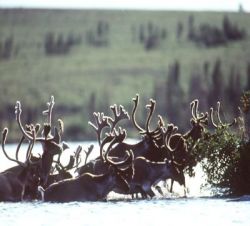 RUNDREISEN - Zu den sch�nsten Nationalparks